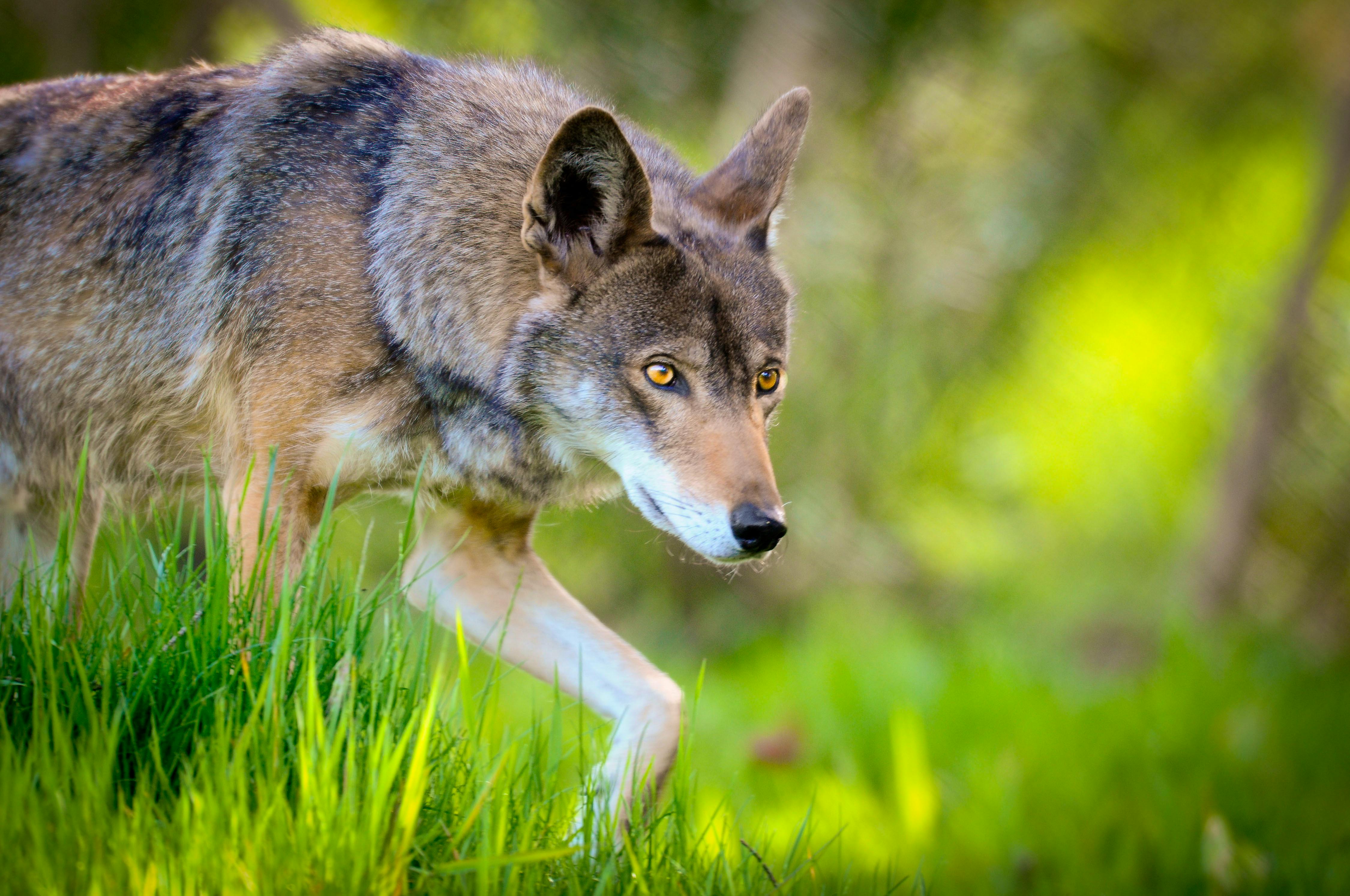 Captive Red Wolf at Point Defiance Zoo and Aquarium 